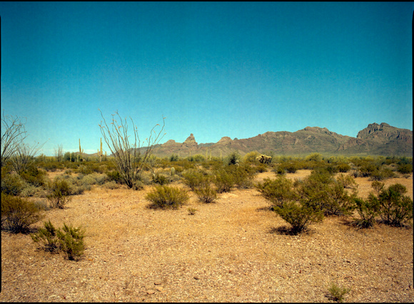 Organ Pipe - Cactus National Monument