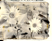Sun Flowers using New55 Instant Film