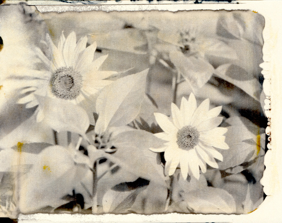 Sun Flowers using New55 Instant Film