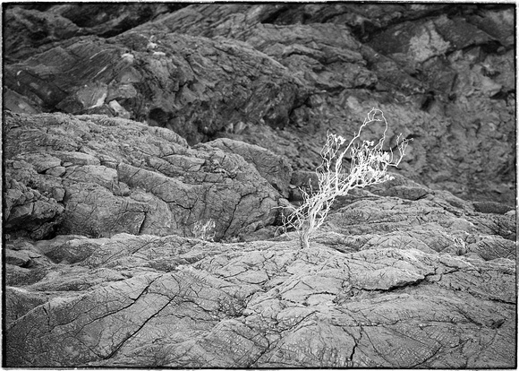 Dry Tree, Death Valley, CA