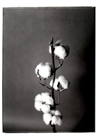 Cotton Flowers